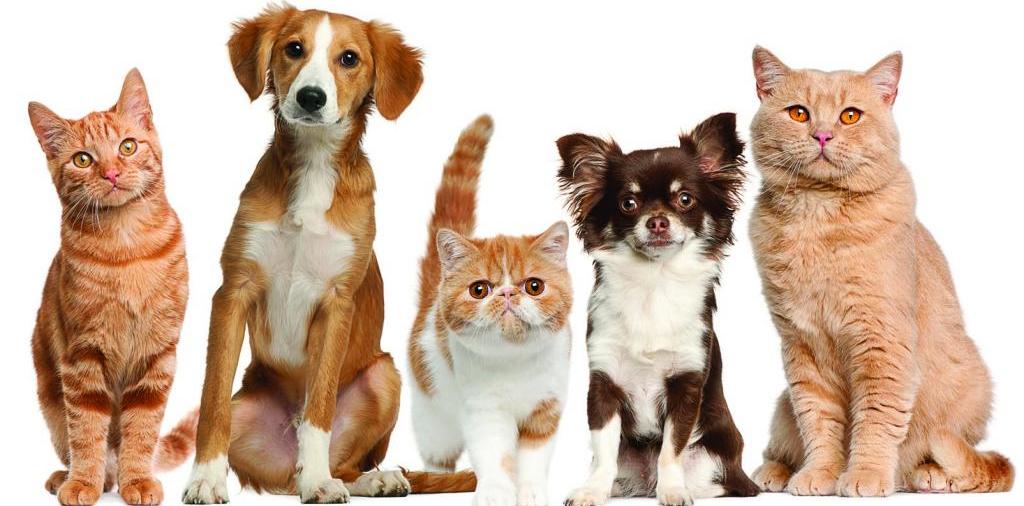 Доска объявлений о животных | ЗооТом - продажа, вязка и услуги для животных в Канаше