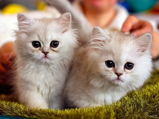 Породы кошек в Канаше | ЗооТом портал о животных