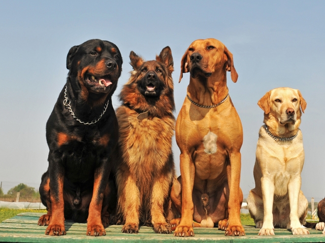 Крупные породы собак в Канаше | ЗооТом портал о животных