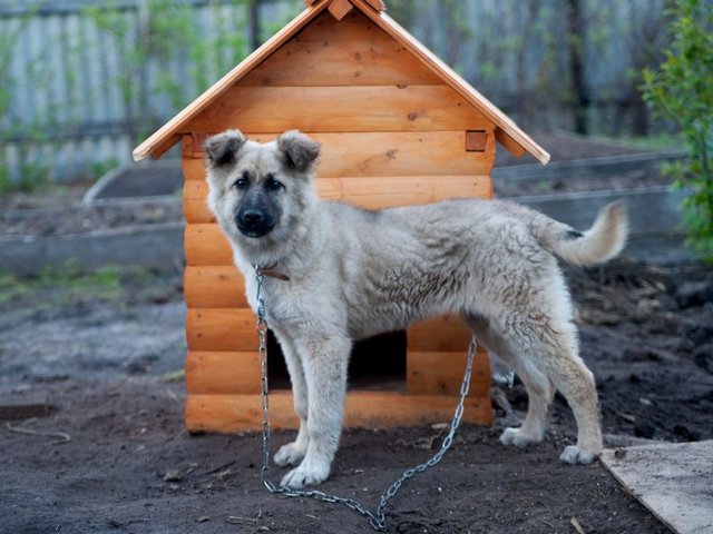 Все о собаках в Канаше